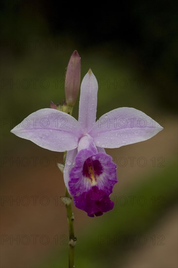 Arundina graminifolia