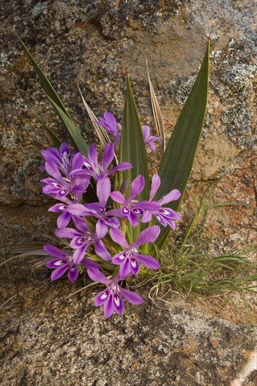 Irises