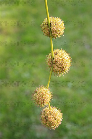 London Plane