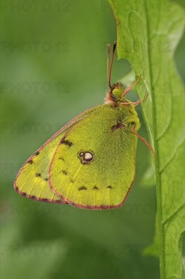 Pale clouded yellow