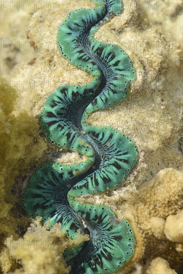 Boring Clam