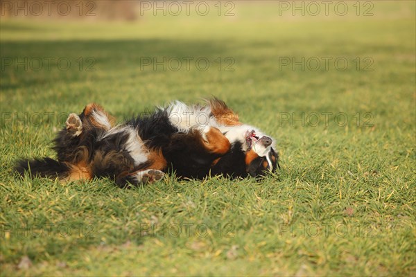 Bernese Mountain Dog