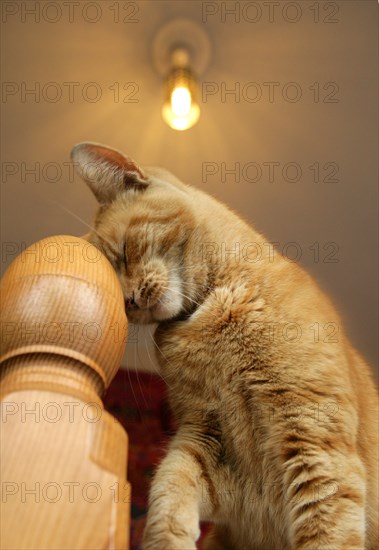 Domestic cat