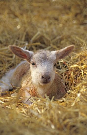 Domestic Sheep