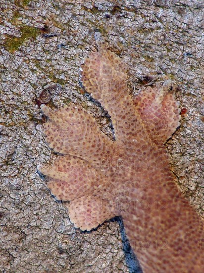 Common house gecko