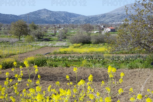 Fields near Agios Konstantinos