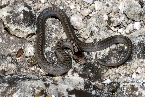 Smooth snake
