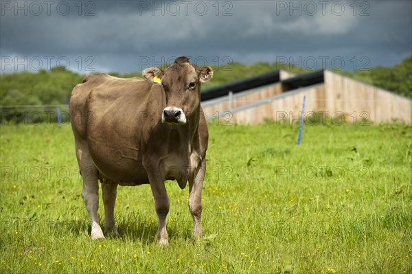 Domestic cattle