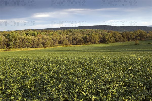Soya Bean