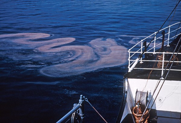 Noctiluca miliaris