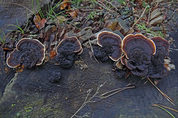 Rusty gill polypus