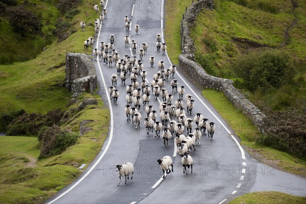 Domestic Sheep