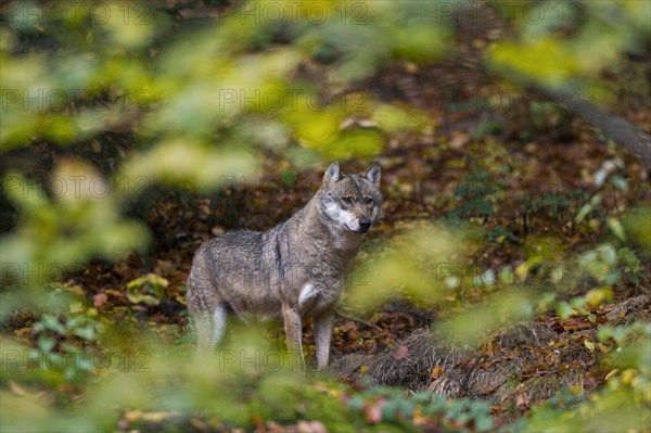 Wolf