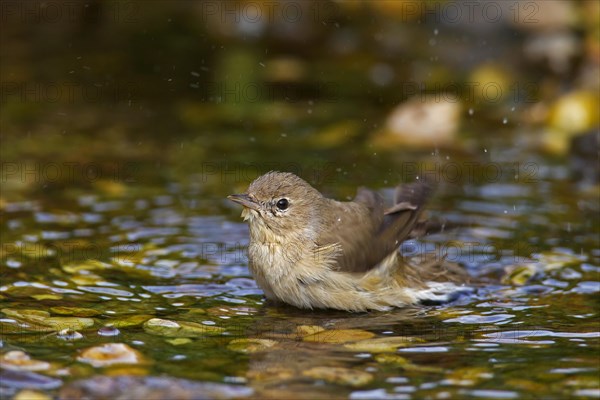 Garden warbler