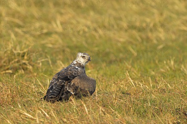 Martial eagle