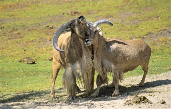 Barbary sheep