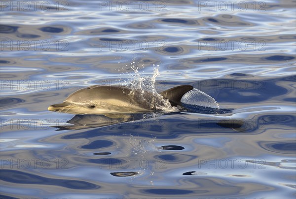 Short-beaked Common Dolphin