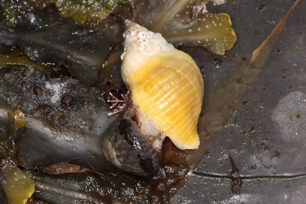 Dog Whelk