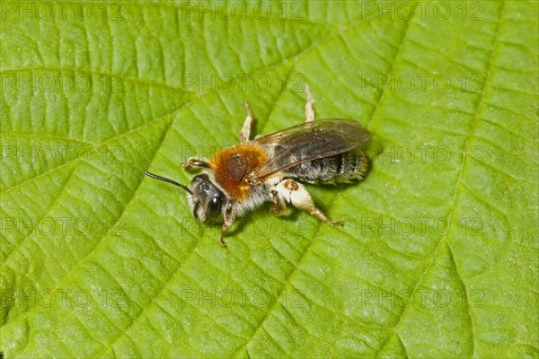 Red-crested Sand Bee