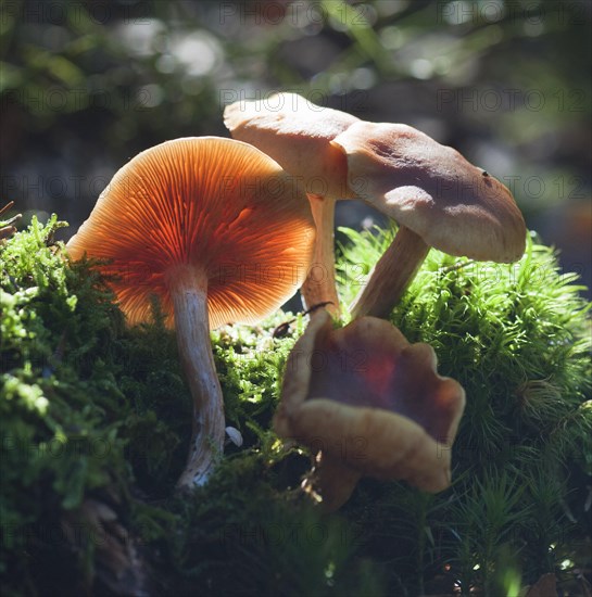 Freckle-gilled gymnopilus