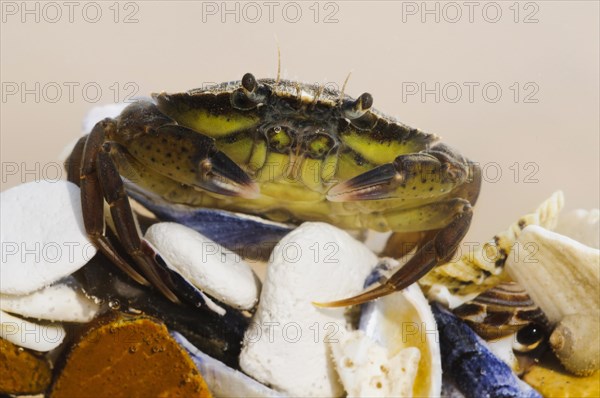European green crab