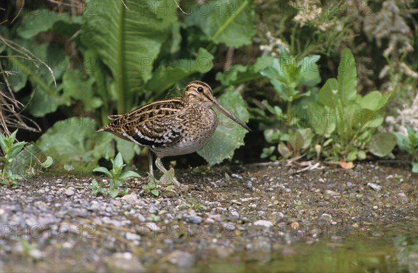 Great Snipe