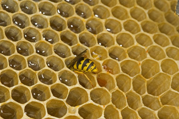 Paravespula vulgaris