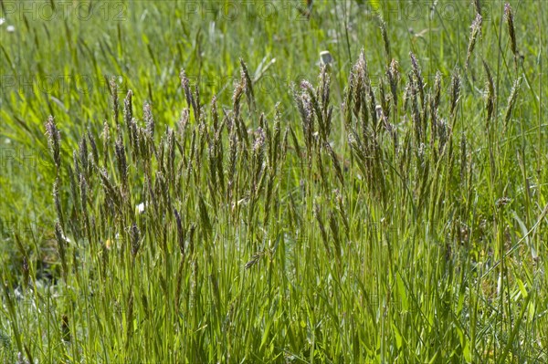 Common bog-grass