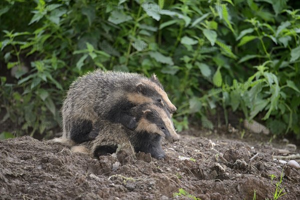 Eurasian Badger