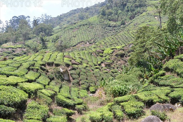 Tea Plantation