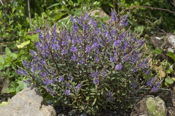 Hebe Caledonia a shrubby Veronica hebe flowers on a rock garden