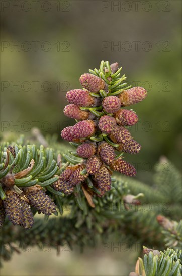 Spanish fir
