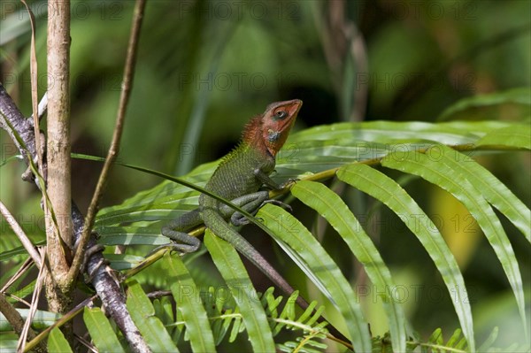 Common green forest lizard