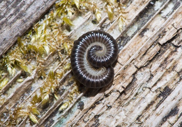 Black Millipede