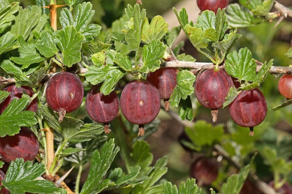 Gooseberry