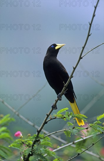 Crested oropendola