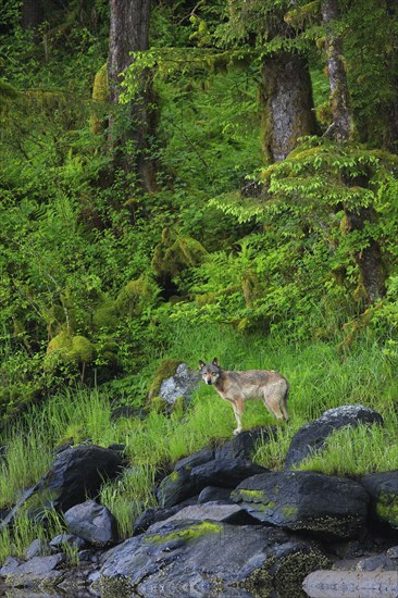 Grey gray wolf