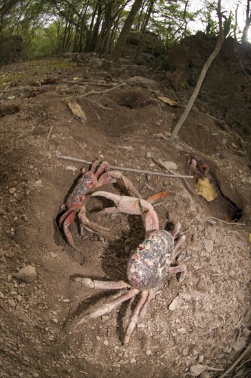 Christmas island red crab