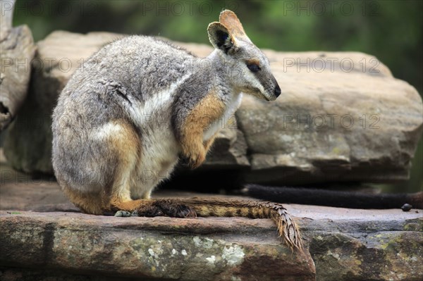 Yellow-footed rock-wallaby