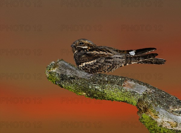 Nightjar