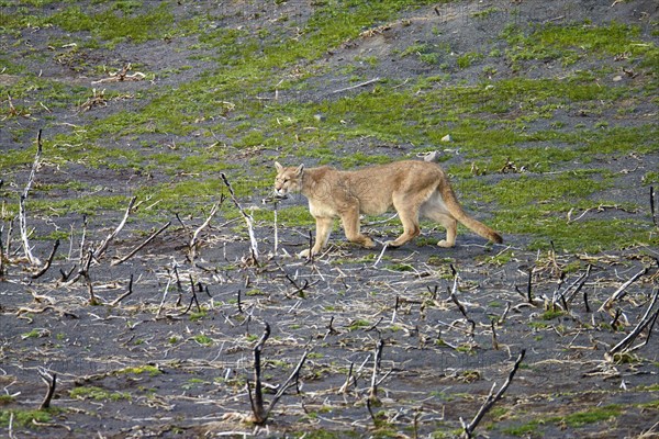 Puma