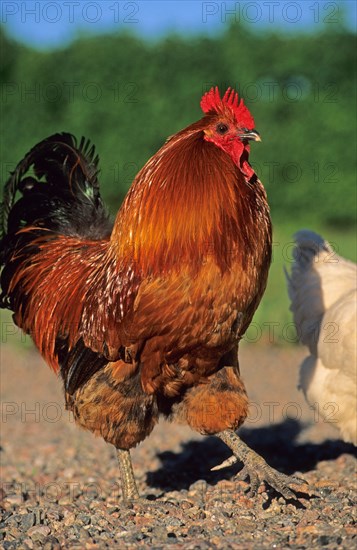 Domestic fowl