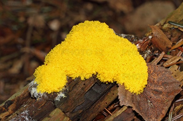 Yellow tan