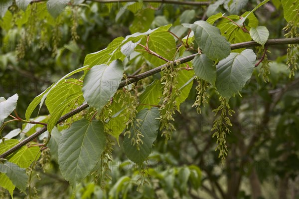 Fruits of