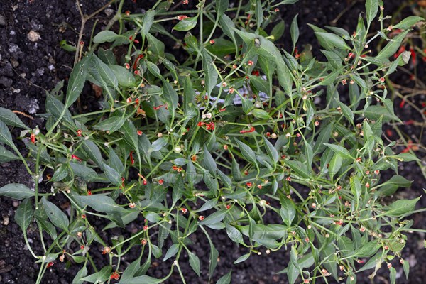 Semi-shrubby sweet pepper