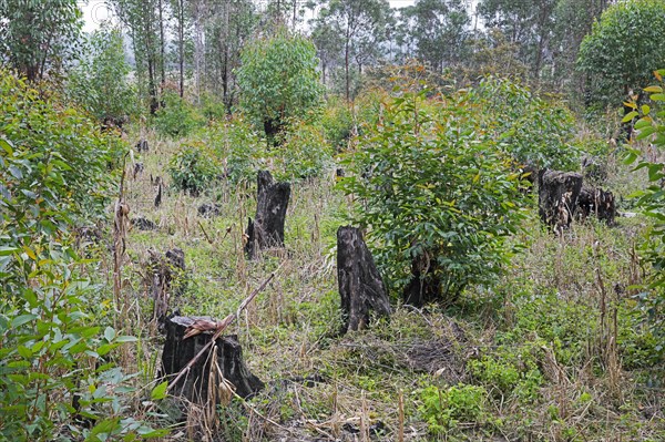 Burnt-out tree stumps