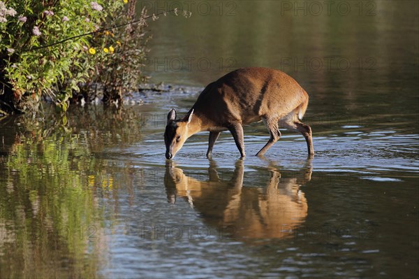 Chinese chinese muntjac