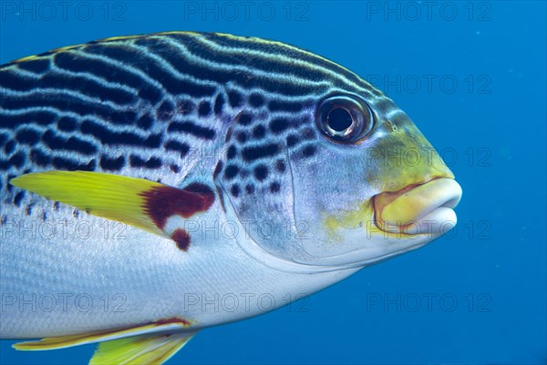 Diagonal sweetlips