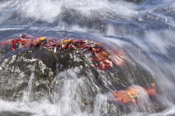 Red cliff crab