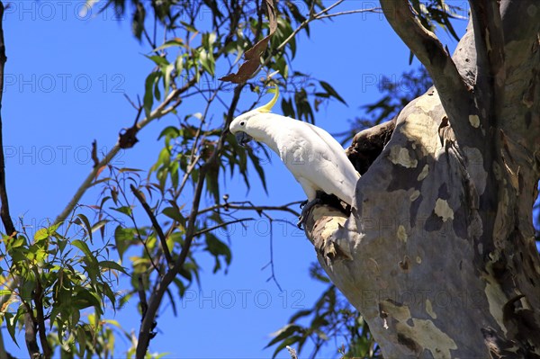 Sulphur-crested cockatoo